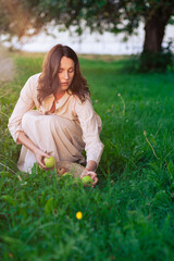 Beautiful Girl in the Apple Orchard. A young woman in a beautiful light dress collects green apples in a wicker basket among apple trees. Harvesting apples on a summer evening at sunset.