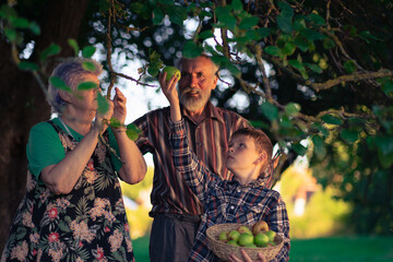 Grandparents and their grandson pick apples in a shady orchard. Family photo harvesting apples in...