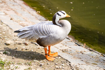 Naklejka na ściany i meble Set shot of a bar-headed goose on the bank of a pond. Anser indicus.