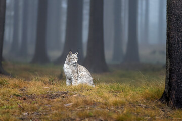 Luchs sitzt im Nebelwald
