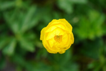 Blossom of the globe flower. Flowering plant close-up. Trollius europaeus.
