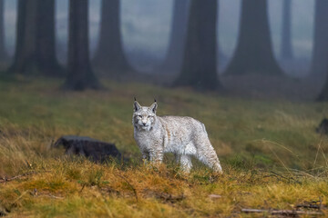Luchs steht im nebeligen Wald und schaut den Betrachter an