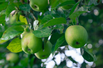 Apples ripen on a tree among the leaves