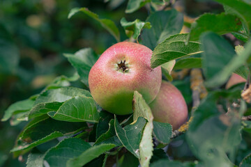 Apples ripen on a tree among the leaves
