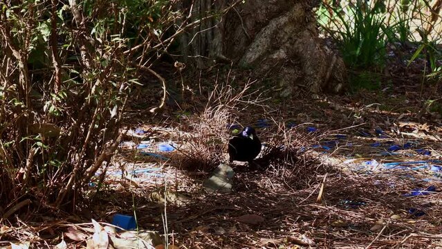 Satin Bowerbird with blue decorates its nest with many blue objects for purely courtship purposes.	