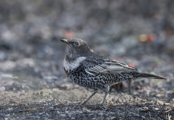 Adult ring ouzel (Turdus torquatus) shot close up sitting on the ground in different types of background - 663222621