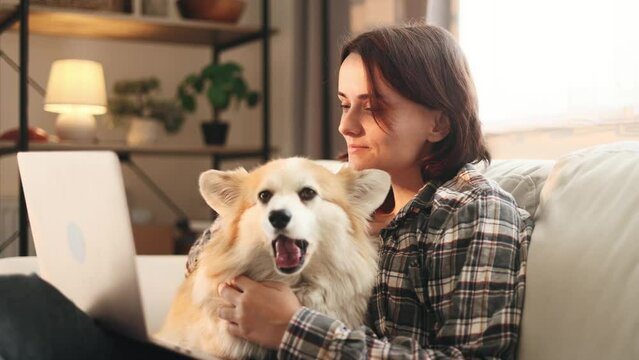 Smiling young woman having video call conference meeting interview by laptop computer with cute corgi dog at cozy home Smiling female with her fluffy pet talking on personal conversation indoors