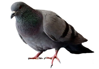 pigeon isolated on white - obrazy, fototapety, plakaty
