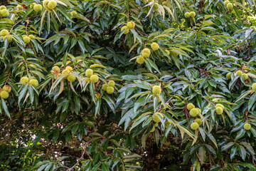 Castanea sativa. Chestnut tree with its leaves and fruits. Chestnuts.