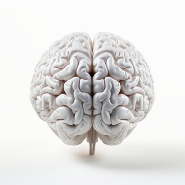 White brain isolated in a white background.
