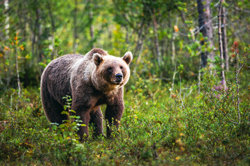 brown bear in the forest