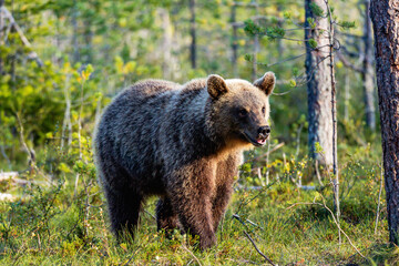 Fototapeta premium brown bear in the forest