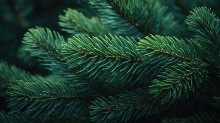 Texture background in the form of branches from Christmas trees. New Year's mood concept.