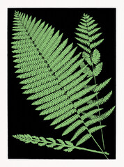 Ferns illustration. Stamp artwork with green ferns on a dark black background.