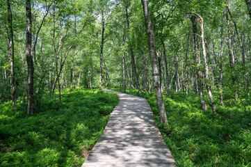 A Wooden path in  the birch forest in the red bog