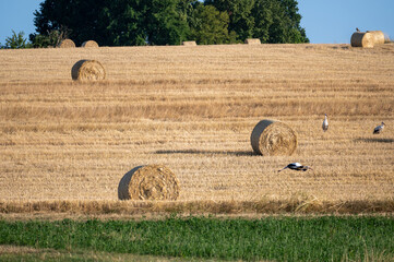 Storks ( Ciconiidae ) on a stubble field between hay bales
