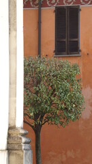 Fototapeta na wymiar A tree next to the Chiesa di San Rocco in Lomello in Italy, in the month of May