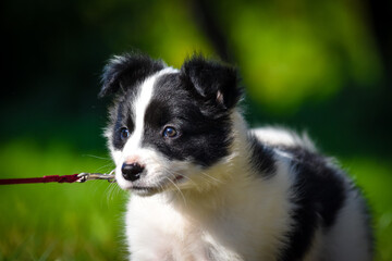 Border Collie puppy- Cachorro- Baby