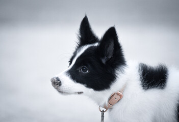 Border Collie puppy- Cachorro- Baby