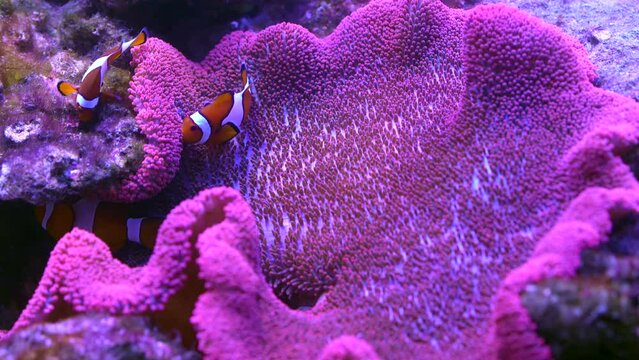 Pair of swimming clownfish in the anemone, colorful healthy coral reef. Couple of Anemonefish underwater. Underwater video from scuba diving on reef. Marine life. Nemo, tropical fish and corals.