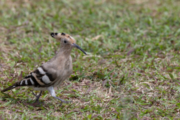 2023 Oct 17,Hong Kong.Eurasian Hoopoe or Upupa epops, beautiful brown bird walking on the Grass.