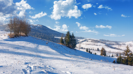 winter landscape of mountainous countryside. trees on snow covered rural fields on the hills. sunny weather on a frosty day