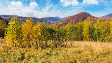 trees in colorful foliage on the grassy hill. beautiful autumn landscape in mountains on a sunny day. carpathian countryside in fall season