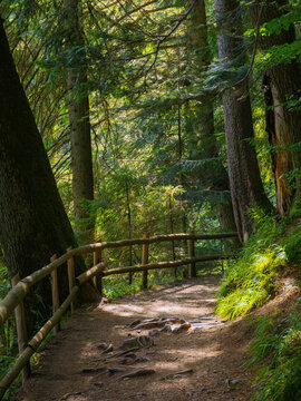 forest park with beautiful green scenery in summer. wooden fence along the trail path among the trees in dappled light