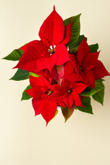 Beautiful Christmas Poinsettia flower closeup on natural background, Merry Christmas and Happy New Year concept