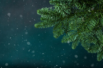 Fototapeta na wymiar Fir branches close-up on a green background, Christmas background with falling snow