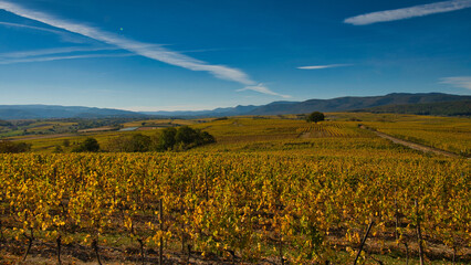 Herbst in den Weinbergen im Nordelsass