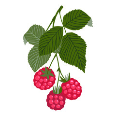 Raspberry vector illustration. Hand drawn branch with red ripe forest berries with leaves isolated on white background. Sweet northern healthy food drawing for packaging, print