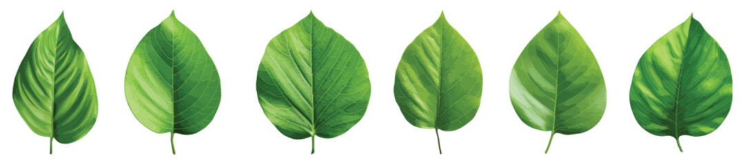 Green leaf vector set isolated on white background - obrazy, fototapety, plakaty