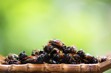 Fried Brachytrupes portentosus placed on natural background.