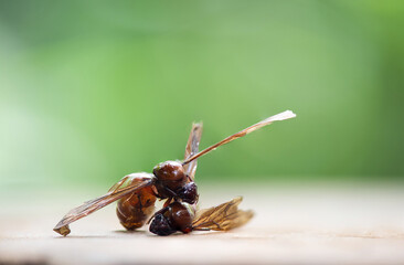 Fried Subterranean ants or Carebara castanea placed on natural background.