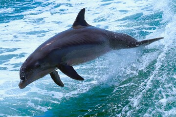 Dolphin jumping out of the water off the coast of Clearwater Beach in Florida