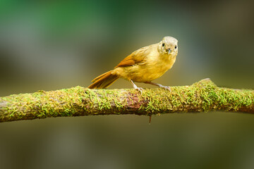 Indian Blue Robin- Female seating on Perch