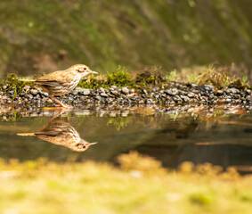 Puff throated Babble standing near water Pond
