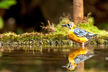 Orange Headed Thrush a perfect reflection mirror view.