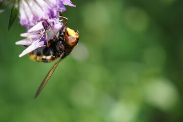 Fotografia macro con ape che si posa su fiore viola e sfondo verde intenso