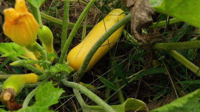 Last zucchini fruits and flowers growing on molding and dying plant in weeds overgrown garden in early autumn.