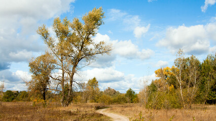 autumn forest landscape