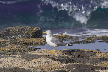 yellow-legged gull (Larus cachinnans atlantis), standing on rocks with moss, with sunset light, and Atlantic ocean waves background, Tenerife, Canay islands, Spain