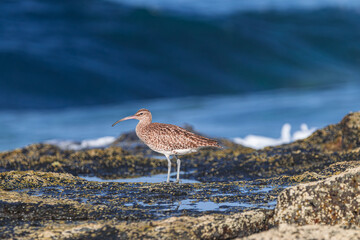  Eurasian curlew, (Numenius arquata),  on rocks with moss during low tide, with sunset light and blue ocean background, Tenerife, Canary islands