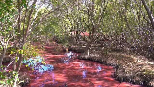 Natural environment landscape of mangrove wetlands during dry season, blue-green algae bloom, halobacterium salinarum in the water, increase in salinity triggers algae to release a pink carotenoid