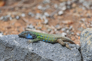  Tenerife male lizard on a rock, (Gallotia galloti eisentrauti), Canary islands, Spain