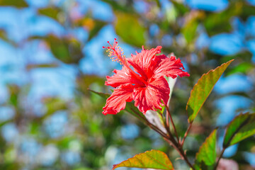 ハイビスカス
