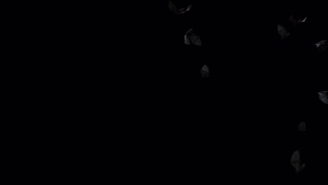 Halloween Bat Crowds on alpha channel place on footage or background and easier to change color.