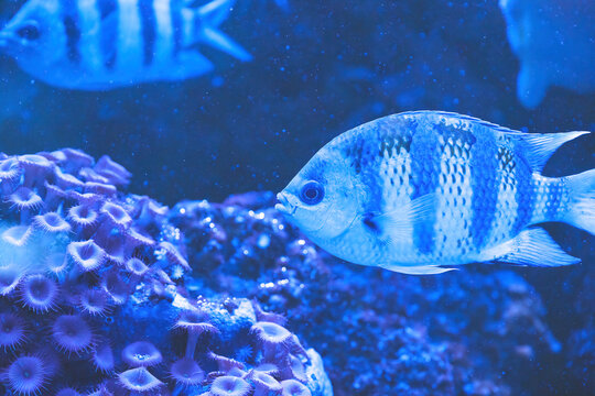 Aquarium fish - labidochromis caeruleus. Blue fish swimming in an aquarium