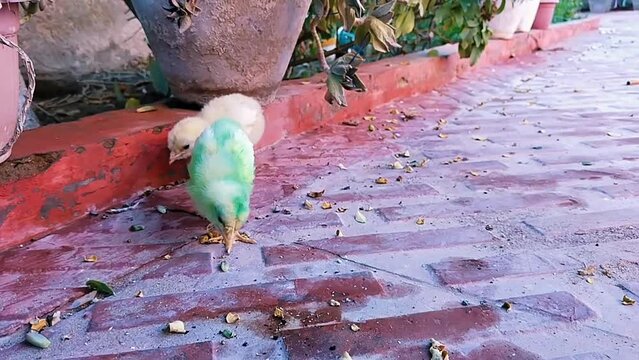 Small chicks baby chicken little henchicks cute poultrychicks eating chickhen henchicken chooja poussin pollito pintinho video footage 